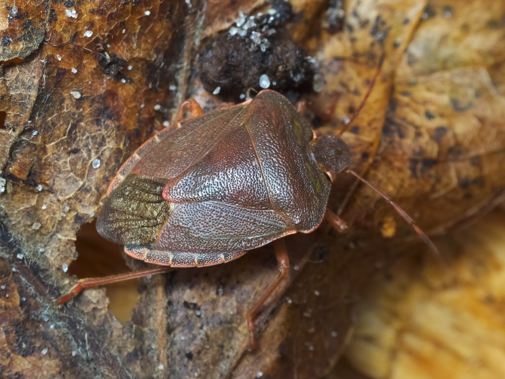 Palomena prasina (Linnaeus, 1761)